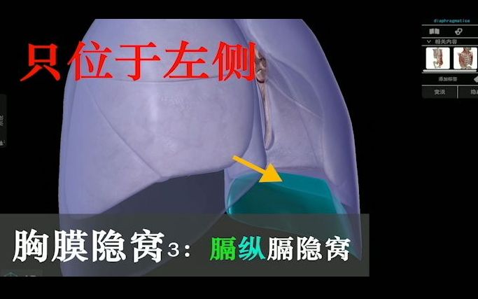 人解三分钟胸膜胸膜隐窝纵隔胸腔积液积在哪纵隔是什么隔呢