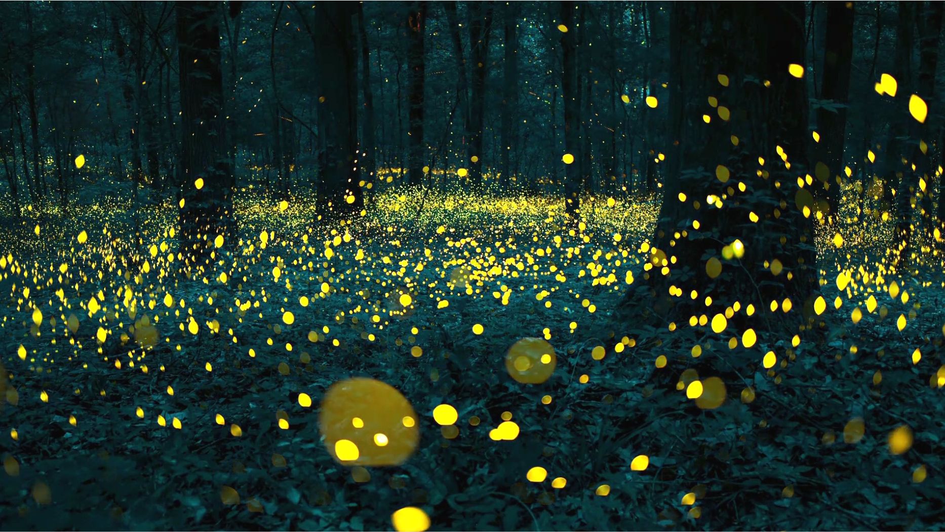 《 萤 火 诀 别 》你有多久没见过萤火虫了？它正悄悄告别你的童年