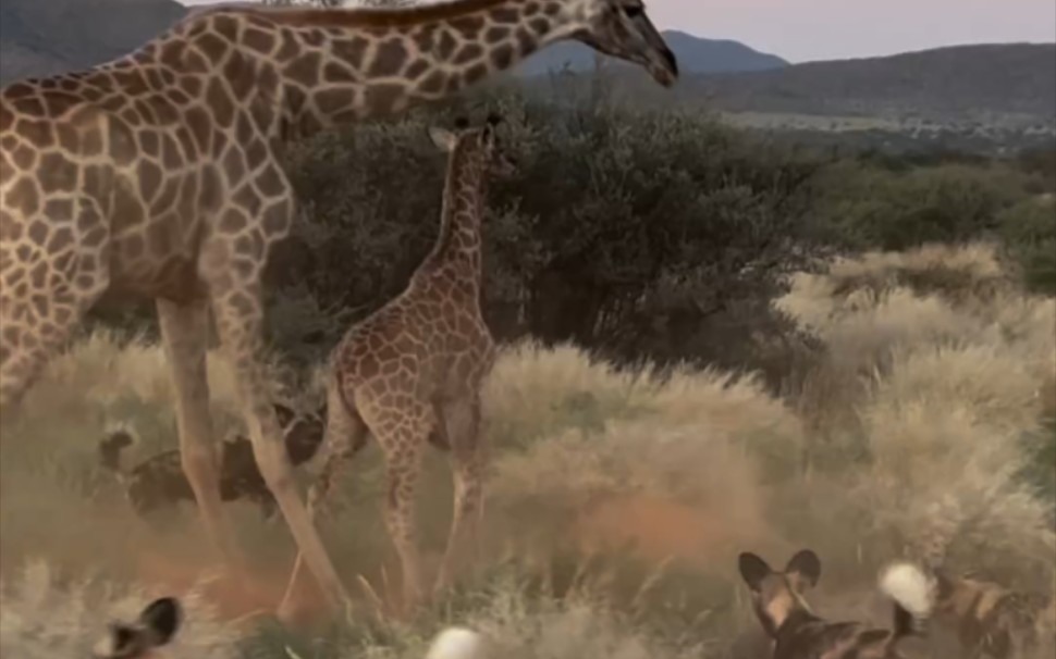 非洲野犬捕食小长颈鹿 母亲全力保护