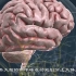 【3d解剖动画教程】大脑的解剖和功能结构图