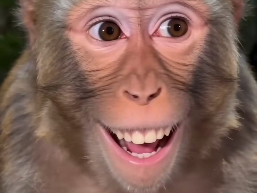 一个猴子来买皮冻