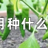 7月种什么蔬菜, 几类耐热菜别错过, 一直采收到深秋, 7月育菜苗