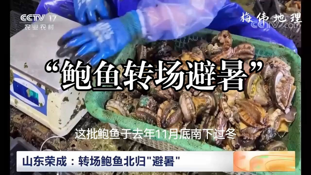 地理水与洋流—鲍鱼转场（字幕）：海洋养殖