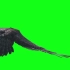 视频素材 ▏k1392 4K画质大气雄鹰老鹰天空翱翔展翅飞翔绿屏抠像绿幕视频制作后期合成叠加动态视频素材