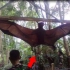 世界上最大的蝙蝠捕获-真或假