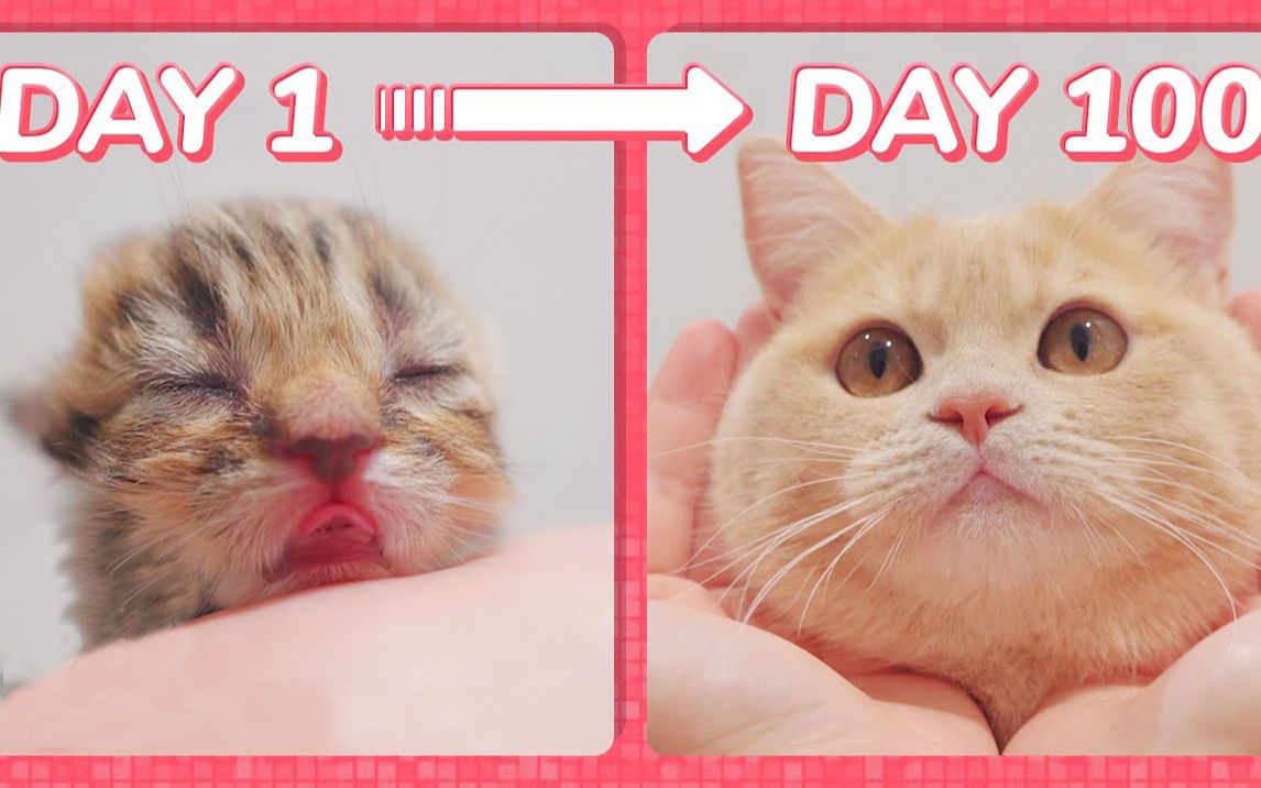 1小时极致治愈：小奶猫从出生到100天的成长历程