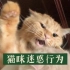 热门猫片解读：让猫打你一拳，就知道它爱不爱你了…