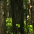 4K-原始深林美景