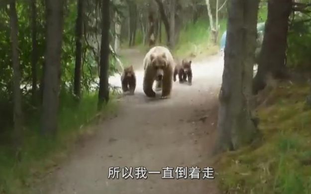 男子徒步旅行遇三只熊“尾随” 胆战心惊倒着走...