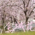 三月的广州，华农的花开了｜A7M4｜适马85 DG DN