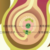 【生物】双受精过程