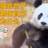 大熊猫吃竹子不会割伤自己是为什么？