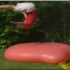 【慢动作狂魔】肉爆超级水气球@SUOO苏澳官方微博