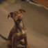 一条狗的回家路 A DOG'S WAY HOME 映前宣传片段 1080P