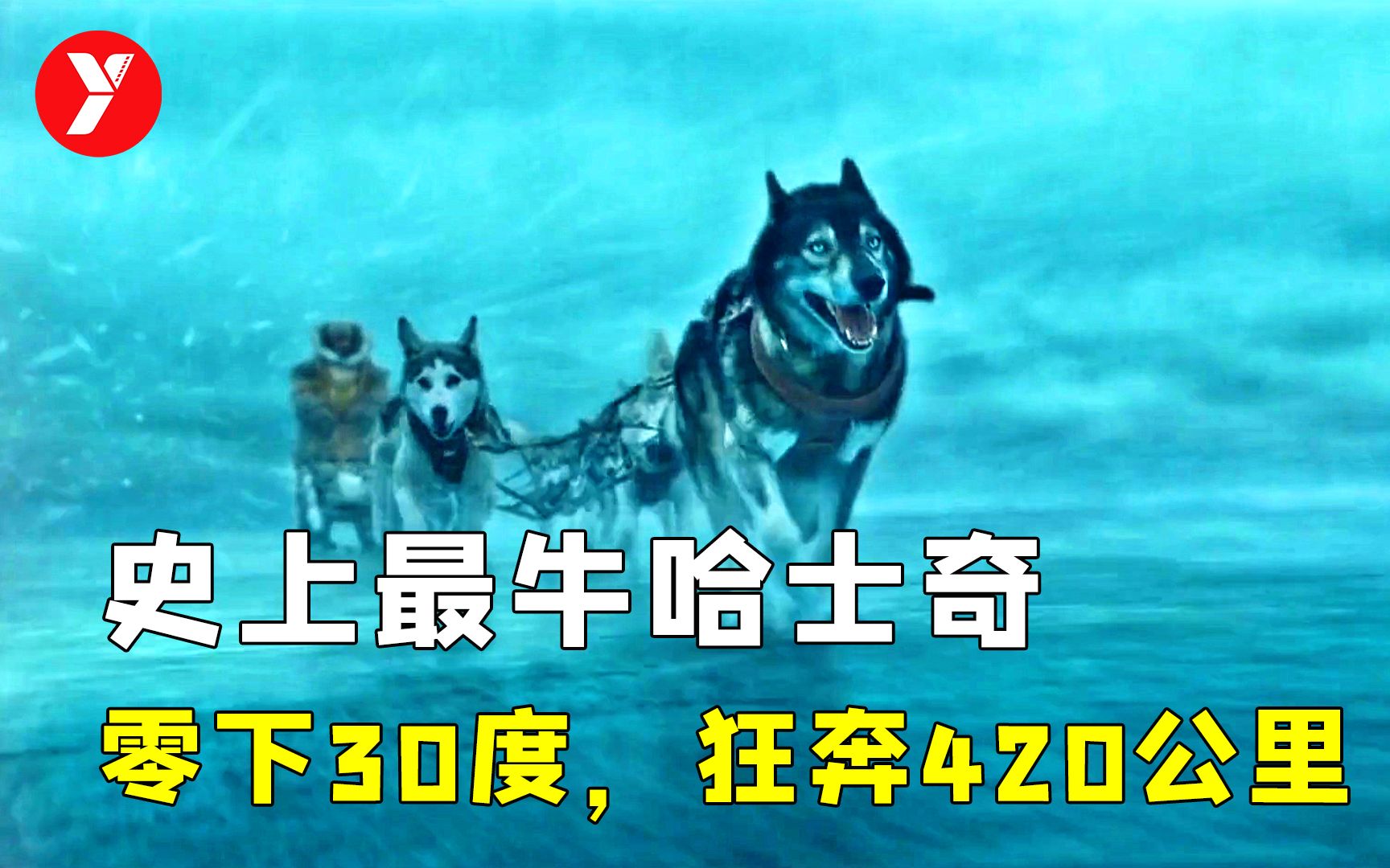 【越哥】2019年最好的冒险电影，全程大气都不敢喘，最后几分钟直接泪崩！《多哥》