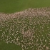 [航拍]大规模羊群放牧过程