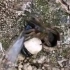 活门蜘蛛幼体出门捕食了一只大蚂蚁，正费力的想把它搬进巢穴中，好有趣的小家伙