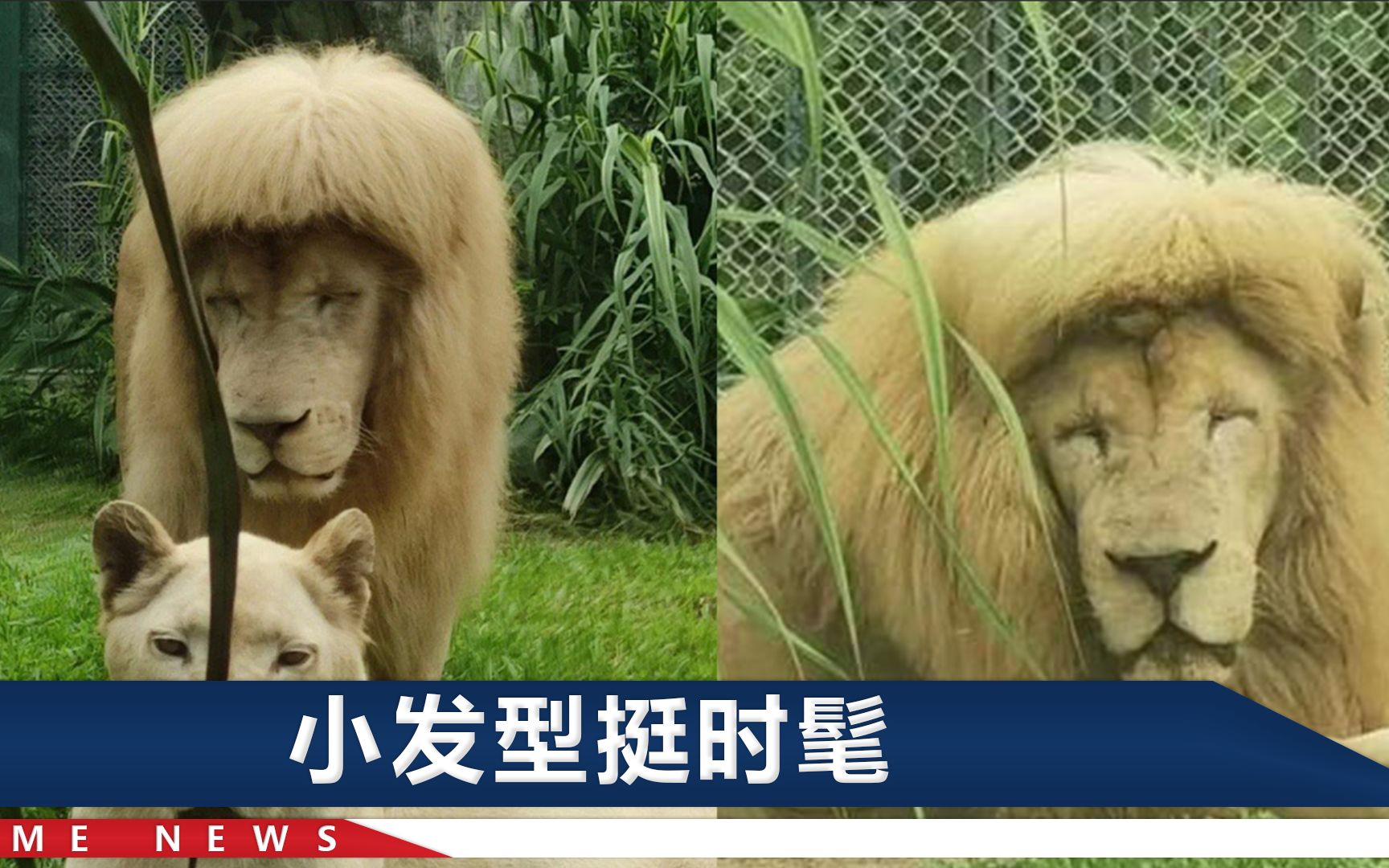 广州动物园齐刘海狮子火了！工作人员：没帮它理发，主要也是不敢