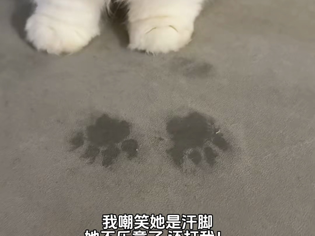 小猫被嘲笑是汗脚 生气了！