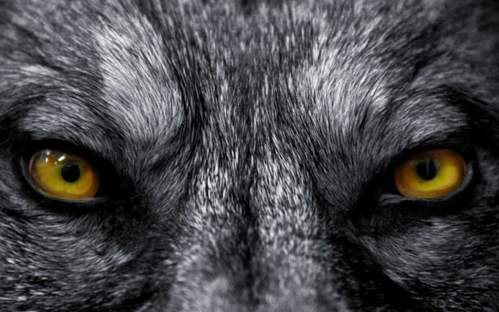 Eyes of wolf Stock Photo by ©sbelov 13555942