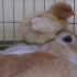 【兔子】【小鸡】坐在兔子头上的小鸡