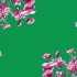 绿幕视频素材花朵