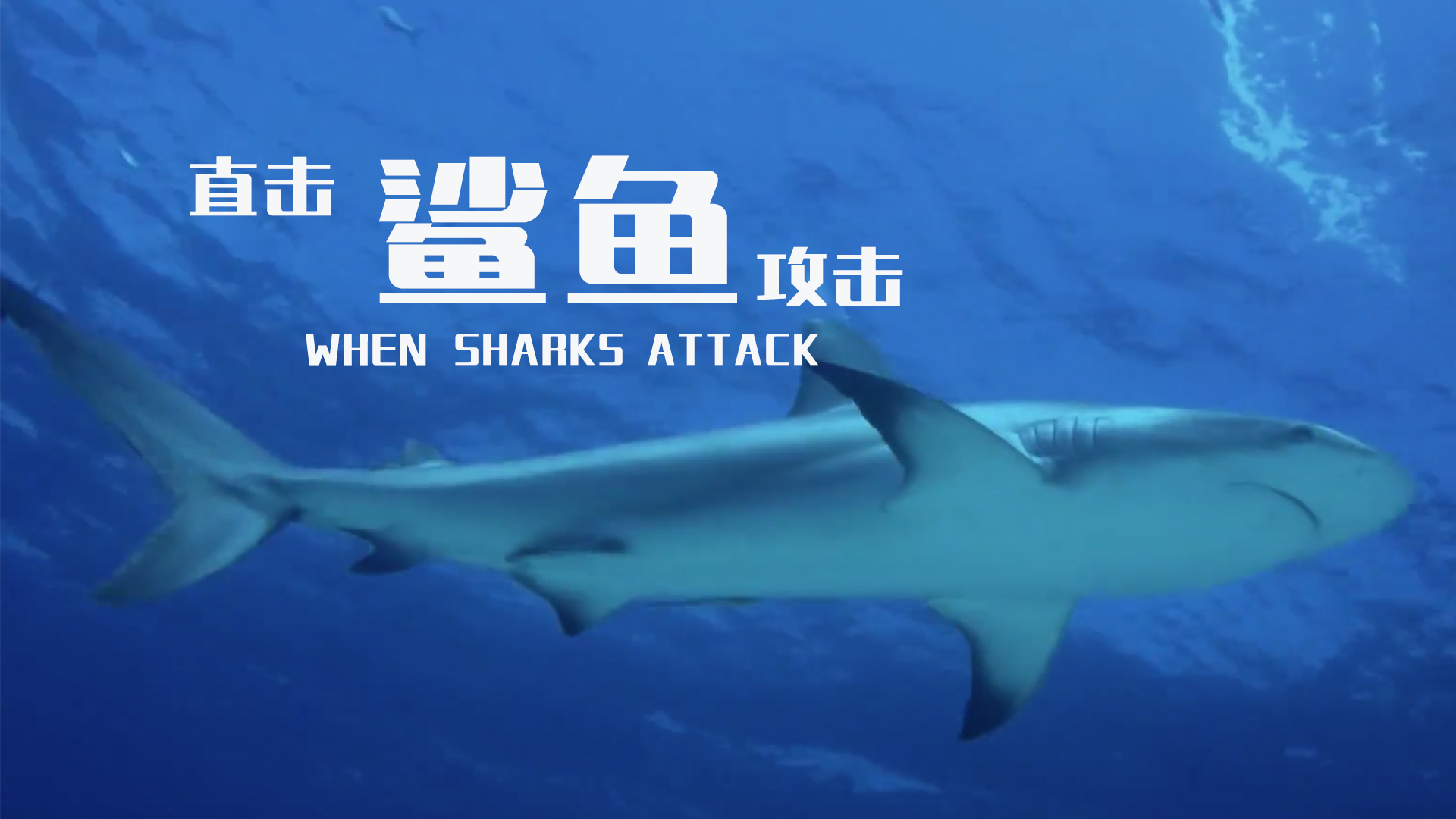 【纪录片】直击鲨鱼攻击 第五季 02鲨鱼咬人之都