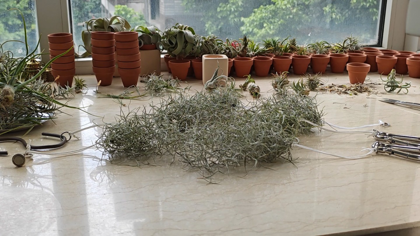 空气凤梨Re：史上最大的谎言！实锤！植物并不能从空气中吸收水分！