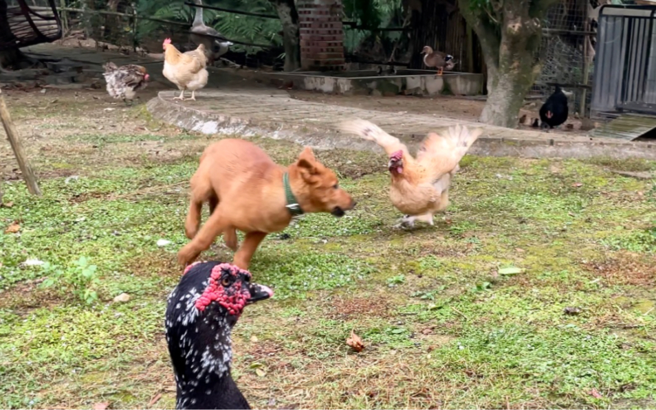 狗子竟然会逗鸡，围着母鸡转圈奔跑