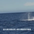 关于壮丽座头鲸的纪录片，一只幼小座头鲸如何成长