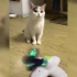 猫咪：你自己看看这玩具好玩吗