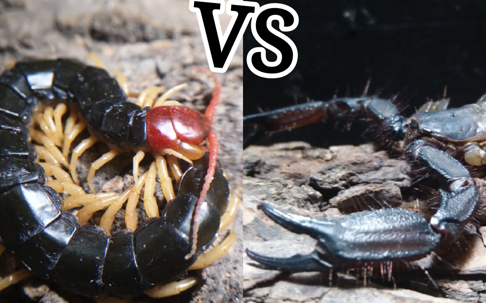 巨人蜈蚣 vs 雨林蝎，同咖位的较量！_哔哩哔哩_bilibili