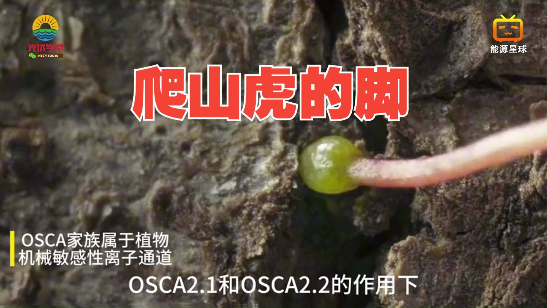 【精选科普】当植物受到欺凌时，它们的反击往往比动物更凶残！