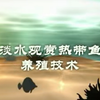 【致富经】淡水观赏热带鱼养殖技术（养好了可以卖钱，勤劳致富
