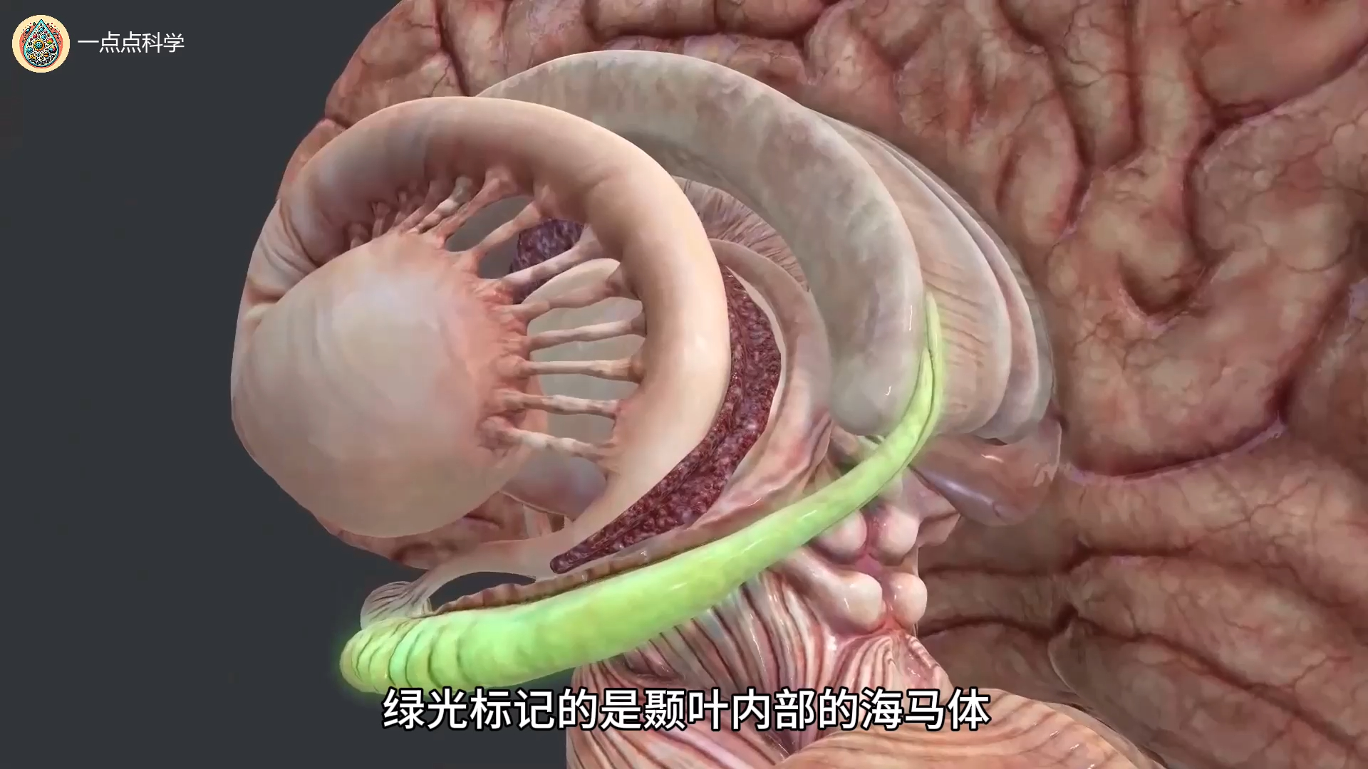 人类最复杂的器官——人脑