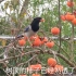 蓝鹊储藏过冬食物，偷柿子如同探囊取物