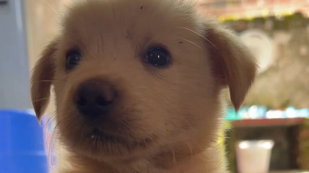 狗狗的年龄换算