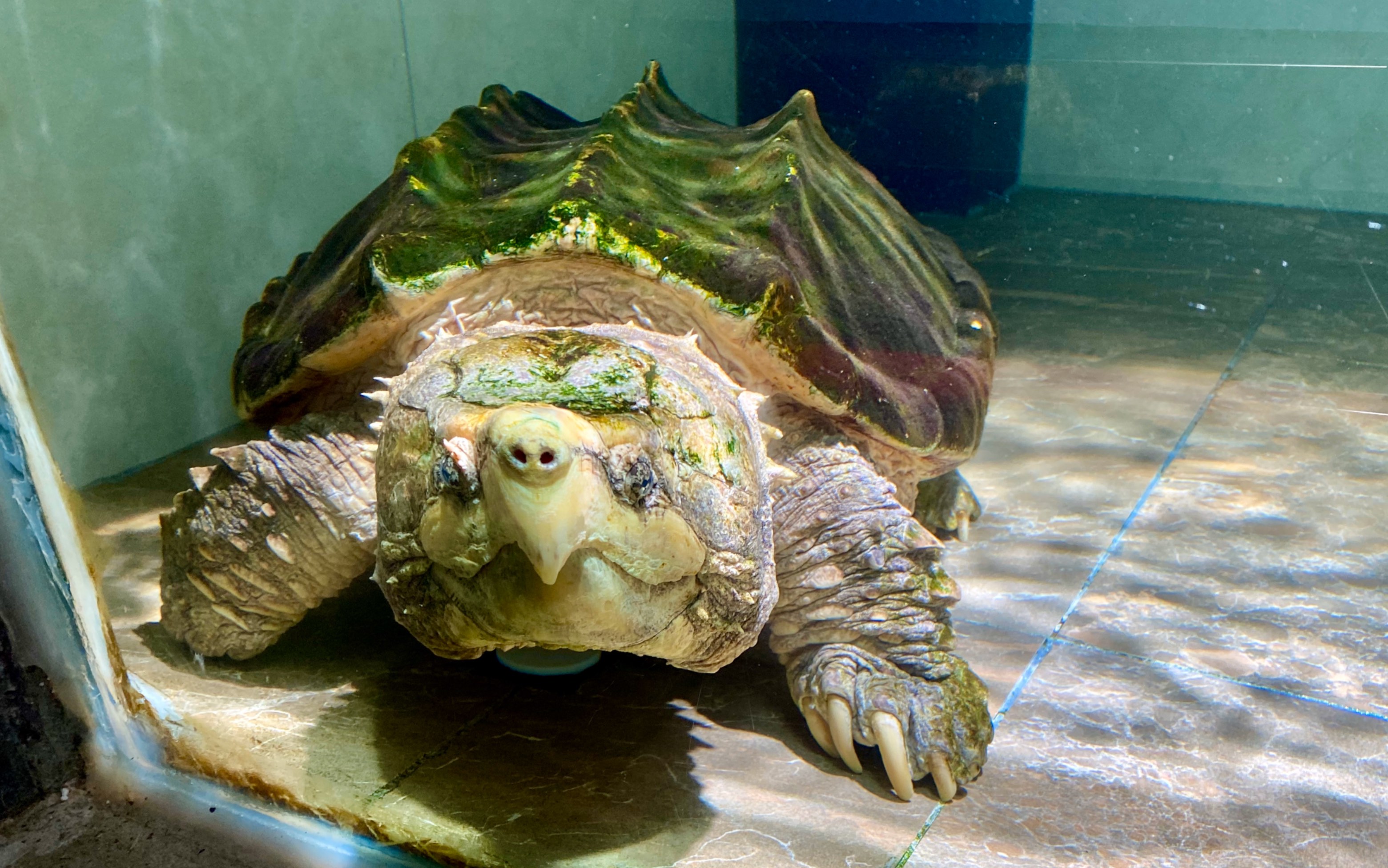 ？我家的乌龟是什么品种的？水龟还是陆龟？怎么养？它吃什么？直接将食物放水里喂食吗？如何判定它的年龄_百度知道
