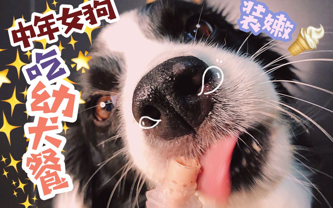 【边境牧羊犬】6岁中年女狗装嫩吃幼犬餐啦