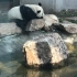 睡着的大熊猫我可以看一天