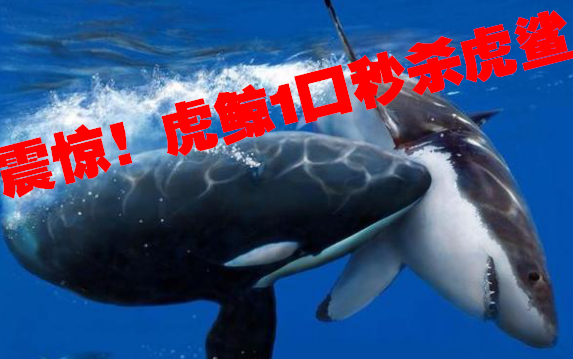 虎鲸1口秒杀虎鲨!实力强悍毫无敌手 海底大猎杀重大更新 【直播录像】