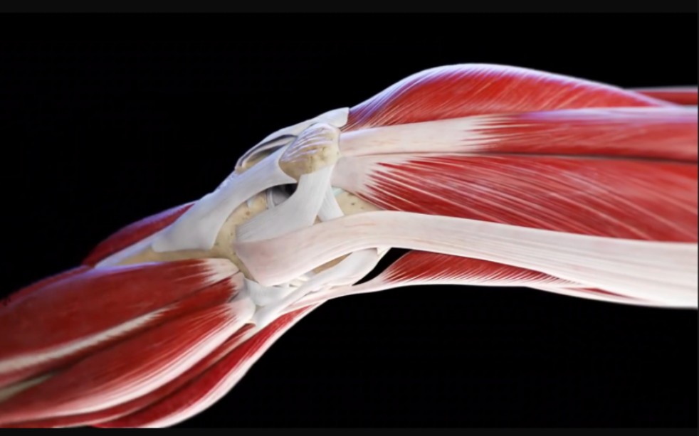 膝盖透视｜膝关节的运动解剖