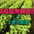 草莓盛果期管理2-土肥水管理 | 中科易农