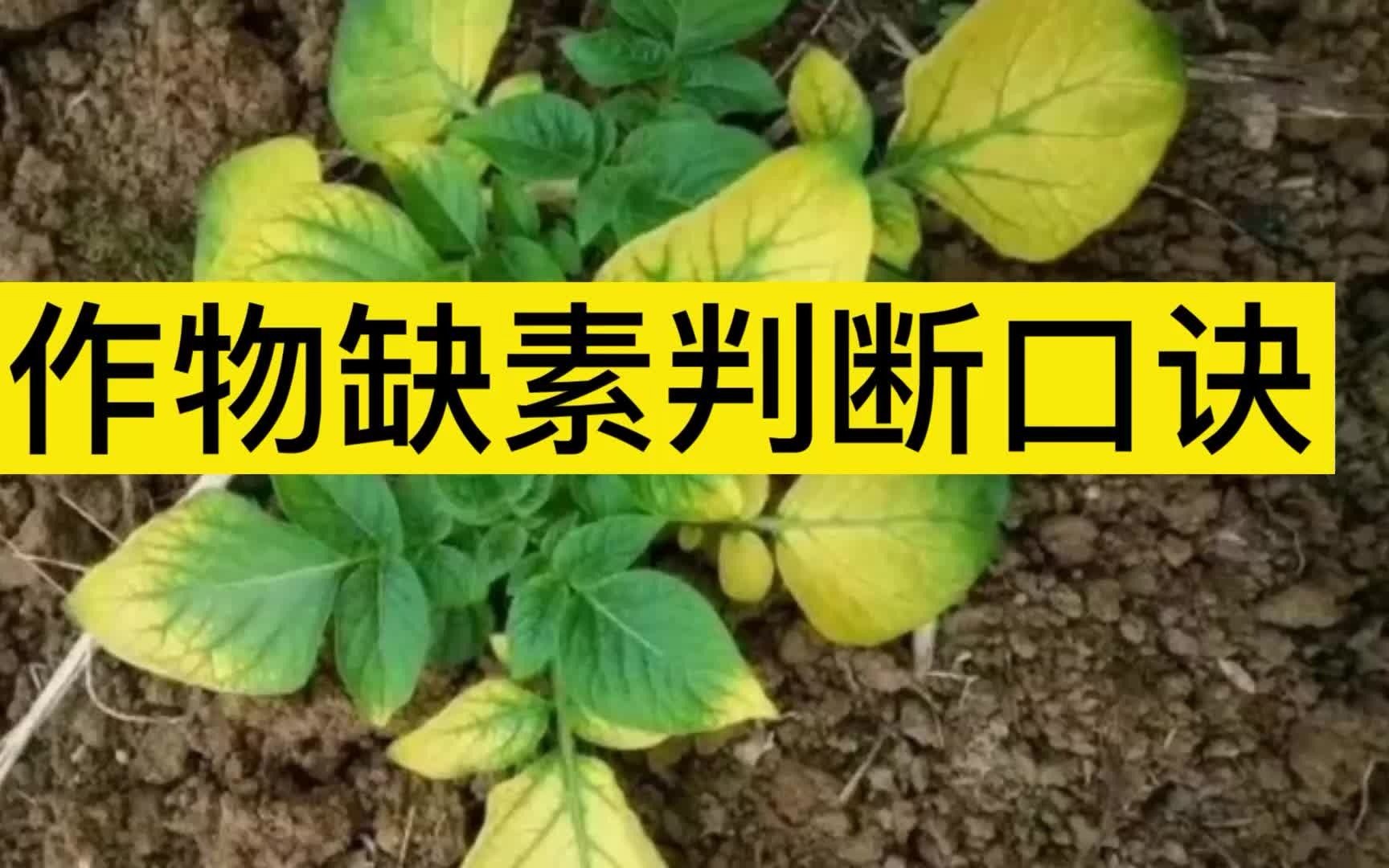 作物缺素都有哪些症状，作物缺素判断