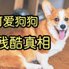 狗生艰难：品种狗可爱背后的残酷真相