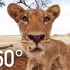 【360°全景VR】大草原上的小狮子