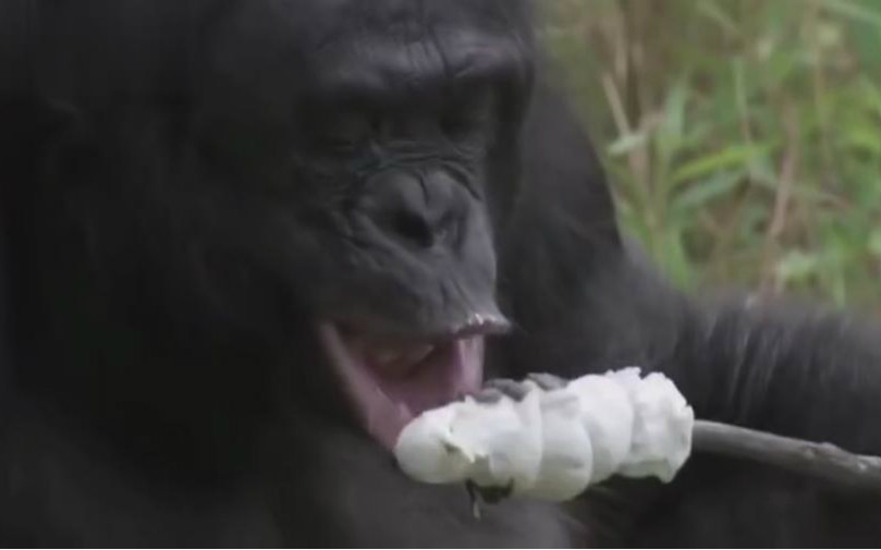 这只大猩猩熟练的生火，然后烤棉花糖！
