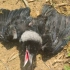 带残疾的小乌鸦出来晒晒太阳，好不容易抓到的蚯蚓被兄弟抢走了！
