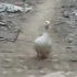鸭子走路