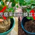 收到的“泥疙瘩”茉莉花怎样换盆？详细讲解茉莉花换盆和盆土配制方法